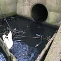 This swan was found trapped in Milton Keynes