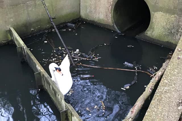 This swan was found trapped in Milton Keynes