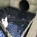 The swan was trapped
