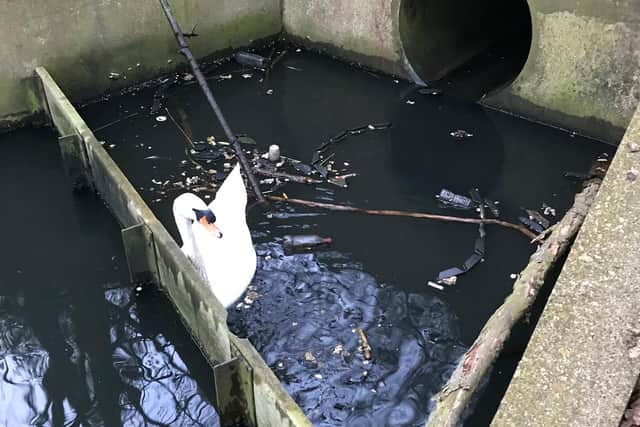 The swan was trapped