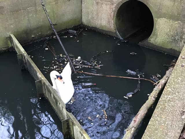 The swan was trapped