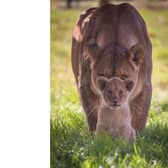 Lion Mama Zuri and her cub Kahari