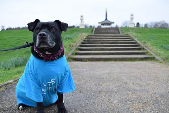 Dogs can wear blue too
