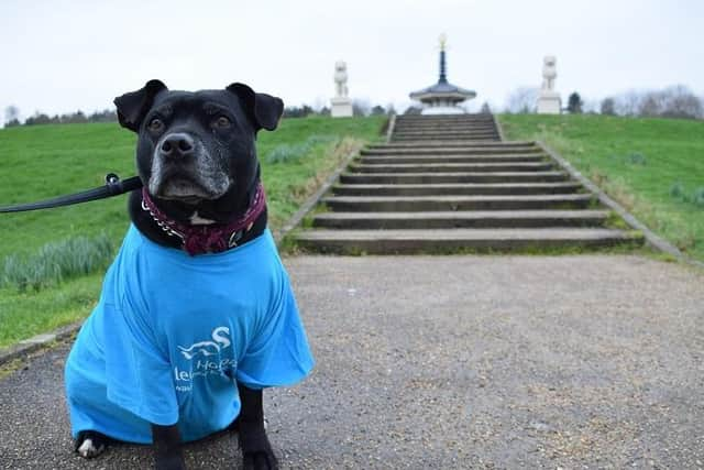 Dogs can wear blue too