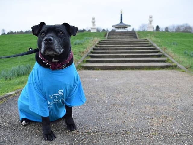 Dogs can wear blue too