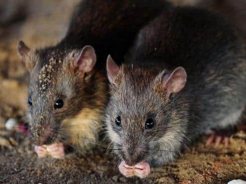 Rats thrive on dirt and litter