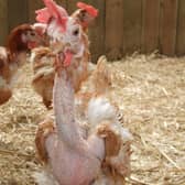 The hens just need a little TLC and their feathers will regrow