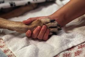 A dog from Northamptonshire has died of Alabama rot Copyright: Getty