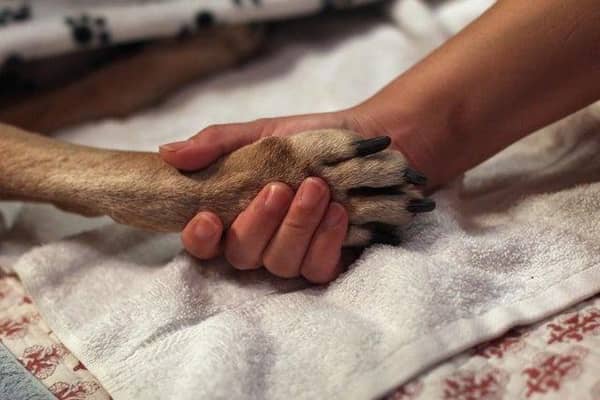 A dog from Northamptonshire has died of Alabama rot Copyright: Getty