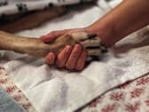 A dog from Northamptonshire has died of Alabama rot Copyright: Getty