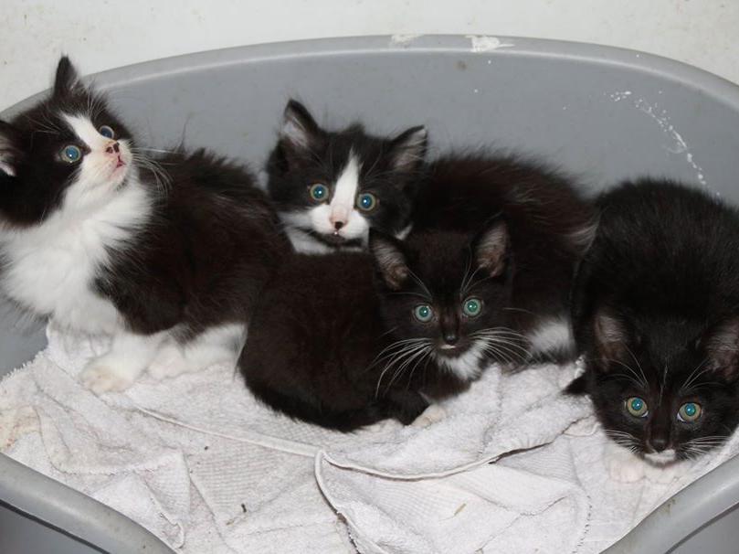RSPCA branch in Milton Keynes needs help to feed rescue animals that