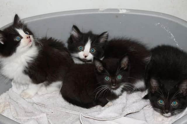 This litter of kittens was abandoned