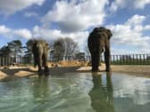 Elephants at ZSL Whipsnade Zoo, taken by Zookeepers. (C) ZSL Whipsnade Zoo
