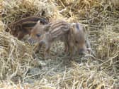 Boar piglets at ZSL Whipsnade Zoo. (C) ZSL Whipsnade Zoo