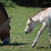Keepers celebrate birth of endangered wild horse at ZSL Whipsnade Zoo (C) ZSL Whipsnade Zoo