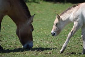 Keepers celebrate birth of endangered wild horse at ZSL Whipsnade Zoo (C) ZSL Whipsnade Zoo