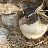 Wilfred Penguin Chick Peering from Under Mum at ZSL Whipsnade Zoo (C) ZSL Whipsnade Zoo