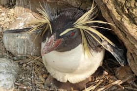 Wilfred Penguin Chick Peering from Under Mum at ZSL Whipsnade Zoo (C) ZSL Whipsnade Zoo