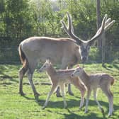 One of the zookeepers captured the pictures of the newest additions to the deer herd (C) ZSL Whipsnade Zoo