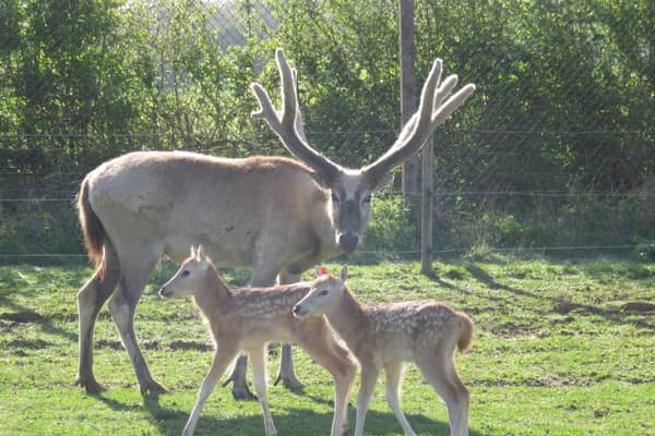 One of the zookeepers captured the pictures of the newest additions to the deer herd (C) ZSL Whipsnade Zoo