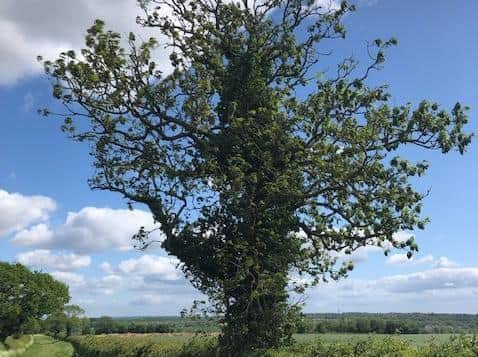 Mature Ash trees will have to be felled