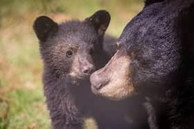 Bear cubs venture out of their den for the first time at Woburn Safari Park (C) Woburn Safari Park