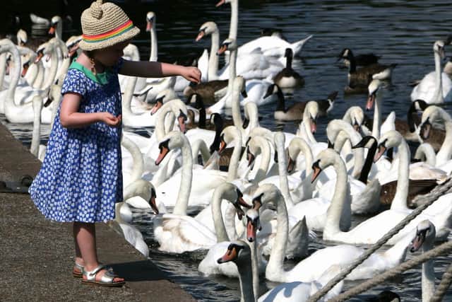 Feed the swans and ducks