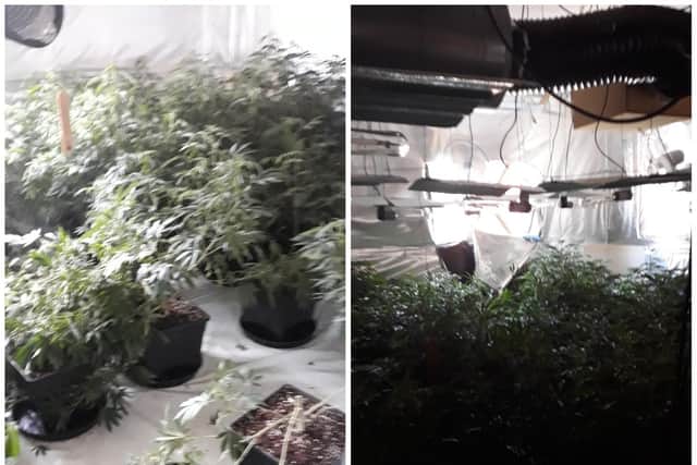 The chase started after Nottinghamshire Police uncovered this cannabis farm