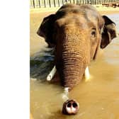 Ming Jung uses his trunk as a snorkel