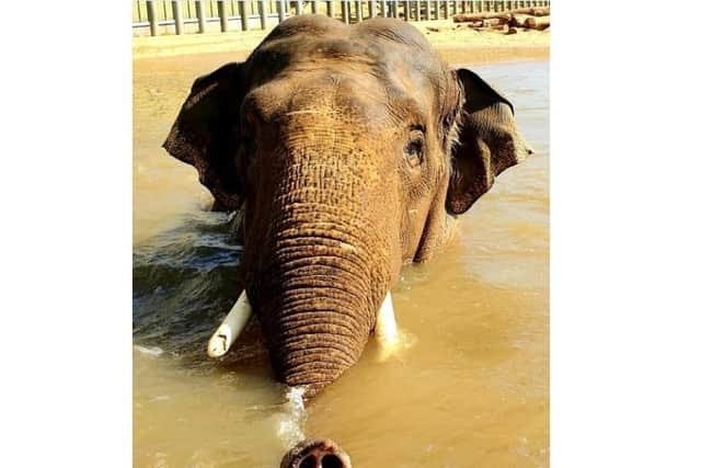 Ming Jung uses his trunk as a snorkel