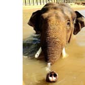Ming Jung splashing around (C) ZSL Whipsnade Zoo