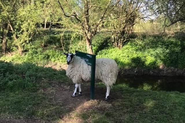 The sheep seems fascinated with signs