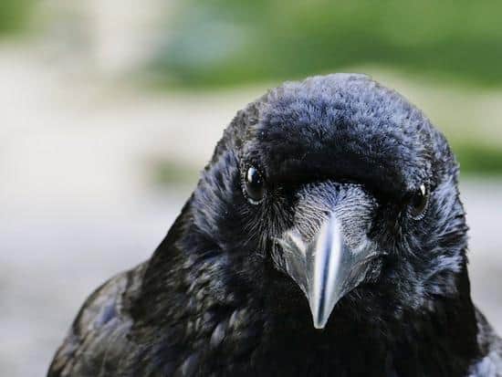 The crow was fatally injured