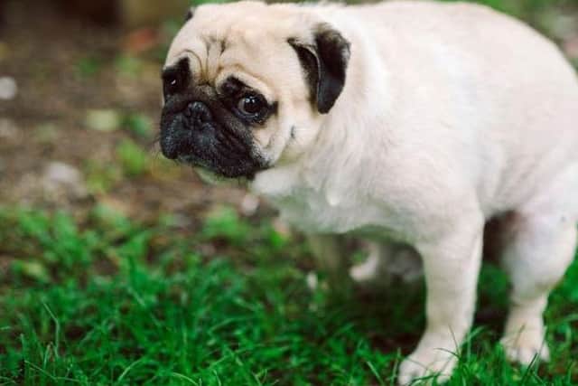 You can be fined 80 for not picking up dog poop too