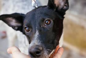 Support Addoption For Pets has launched 'Save our Rescue Centres' fundraising initiative