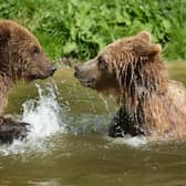 Brown bears splashing about at ZSL Whipsnade Zoo (c) Tony Margiocchi
