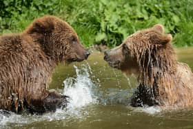 Brown bears splashing about at ZSL Whipsnade Zoo (c) Tony Margiocchi