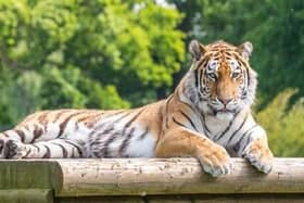 Visitors can get up close to the animals on the road safari