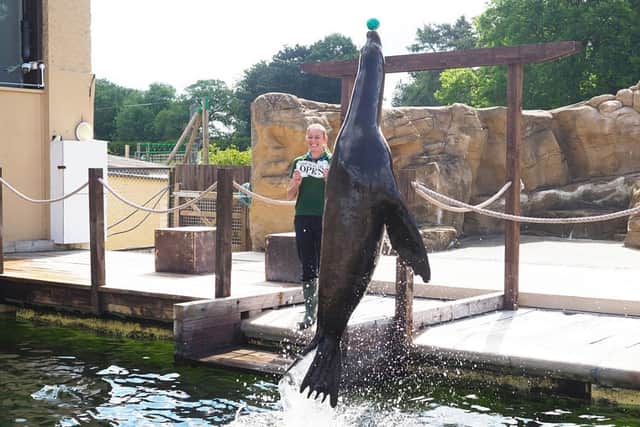 Zookeeper Alex Pinnell at ZSL Whipsnade Zoo with California Sea lions (C) ZSL