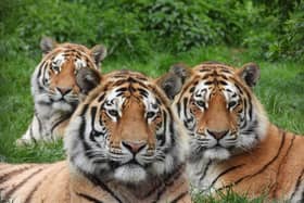 Makari Czar and Dmitri - photo taken by zookeeper James Ford on May 12 (C) ZSL zookeeper James Ford