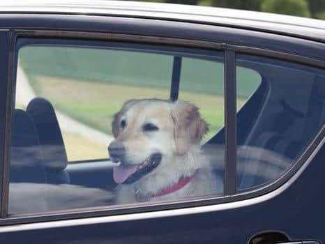 Dogs can die of heatstroke in a car