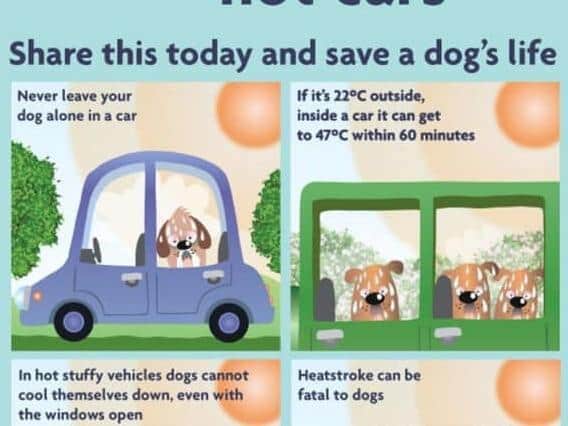 Call 999 if you see a dog left in a car during heatwave in Milton ...