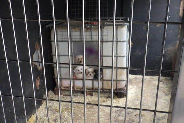 Some of the puppies from the dog smuggling ring. Photo: RSPCA