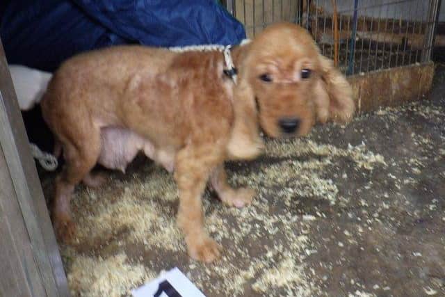Another of the dogs smuggling from Ireland by the ring. Photo: RSPCA