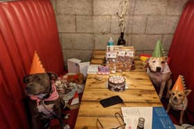 The canine guests get VIP treatment