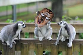 Keepers will also be fundraising to protect the future of the endangered ring-tailed lemurs out in the wild