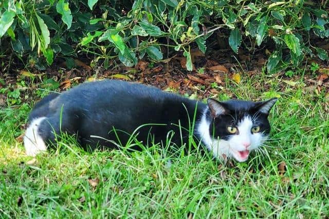 This poor cat was shot and left for dead in an MK park during the summer