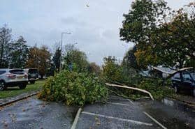 This tree came down across a road in Old Wolverton