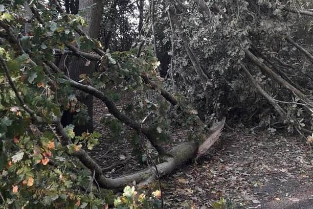 Numerous trees and branches were blown down in local parks