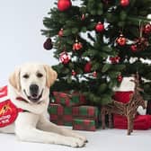 Medical Detection Dog Gunner